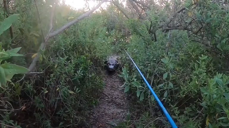 Αλιγάτορας ακολουθεί έναν ψαρά