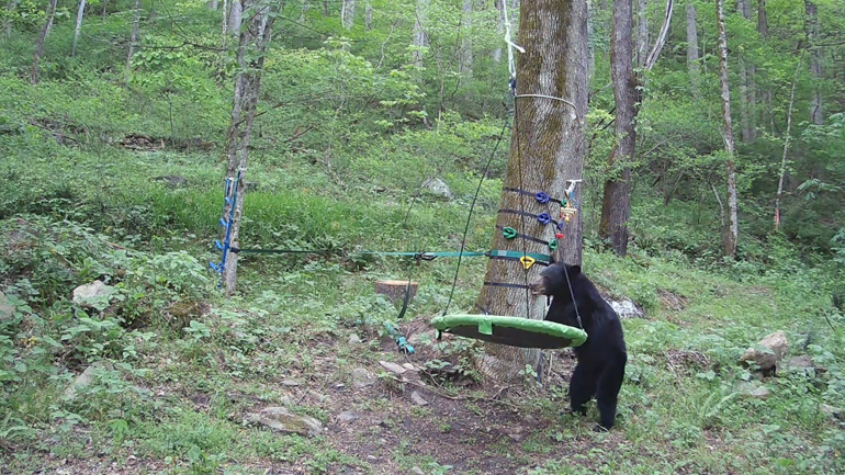 Μαύρη αρκούδα εξερευνά μια παιδική χαρά