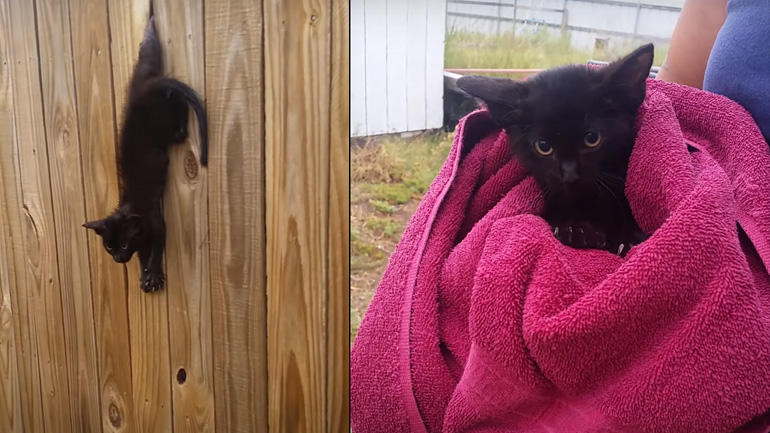 Διάσωση γάτας από έναν φράχτη