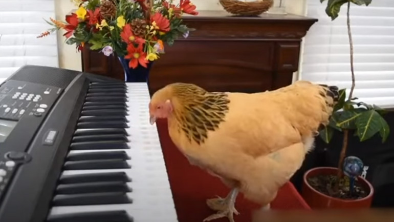 Κότα παίζει μια μελωδία στο πιάνο