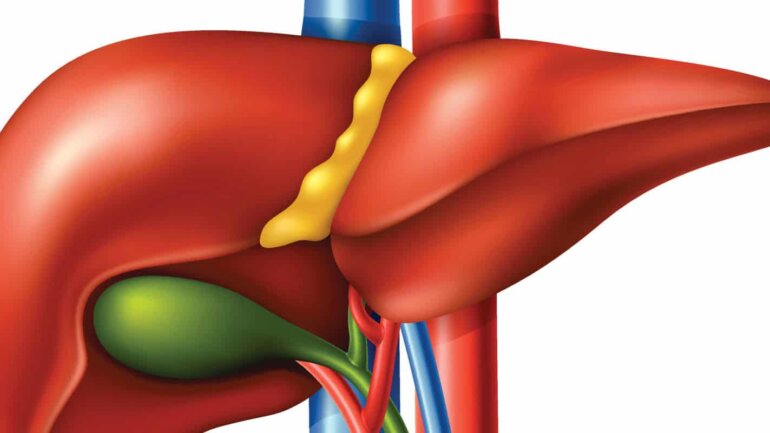 Καρδιακές παθήσεις και παχυσαρκία μπορεί να οφείλονται στη λειτουργία του ήπατος