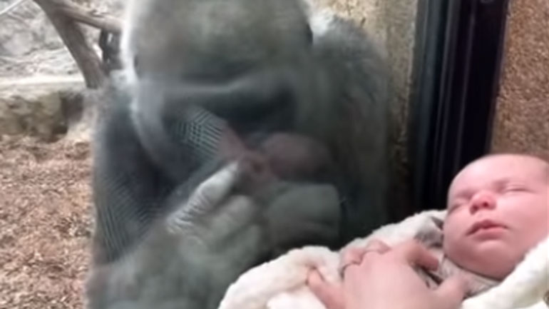 Γορίλλας σε ζωολογικό κήπο γοητεύεται από βρέφος-επισκέπτη