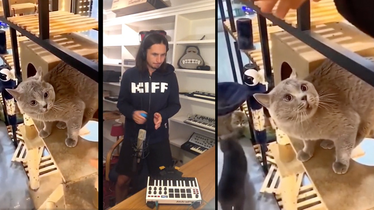 Μια γάτα στα φωνητικά ενός τραγουδιού