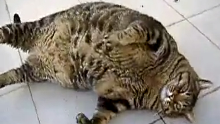 Η υπέρβαρη γάτα Η υπέρβαρη γάτα