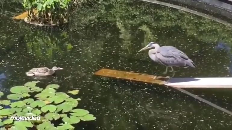 Ερωδιός εναντίον πάπιας Ερωδιός εναντίον πάπιας