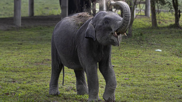 Ινδία: Κεραυνοί πιθανόν να προκάλεσαν τον θάνατο 18 άγριων ελεφάντων