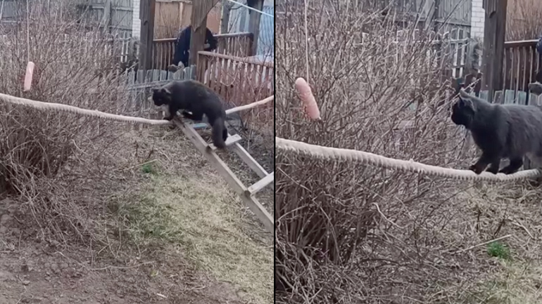 Η γάτα και το λουκάνικο