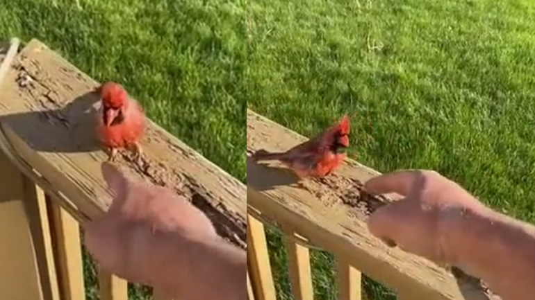 Από πού προέρχεται o ήχος του συναγερμού των αυτοκινήτων;