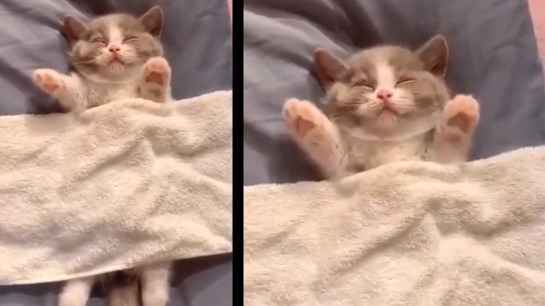 Γατάκι ντράμερ