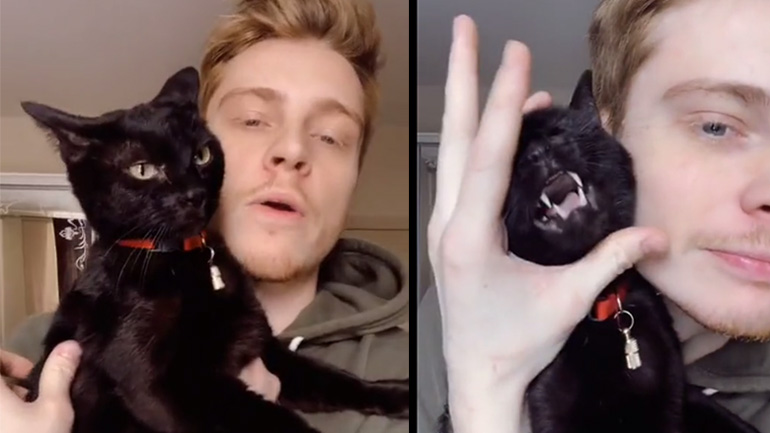 Γάτα τραγουδάει Lady Gaga