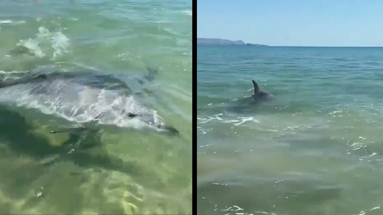 Δελφίνια κυνηγιούνται σε μια ακτή