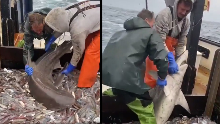 Ένας ευτυχισμένος καρχαρίας