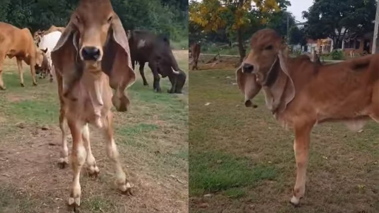 Το μοσχάρι με τα μακριά αυτιά