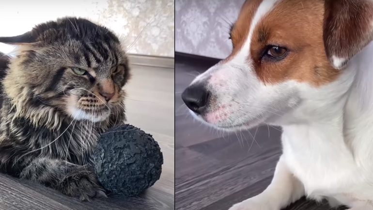 Θες την μπάλα; Έλα να την πάρεις!