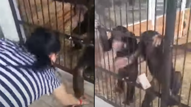 Χιμπατζήδες κλέβουν το κινητό μιας γυναίκας