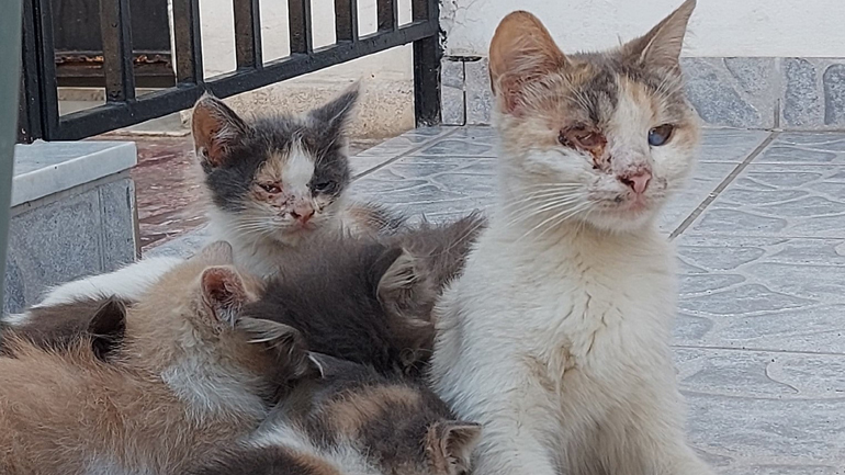 Alma Libre: Με αυτά που γίνονται στους δρόμους, είναι μονόδρομος ο έλεγχος του πληθυσμού των ζώων