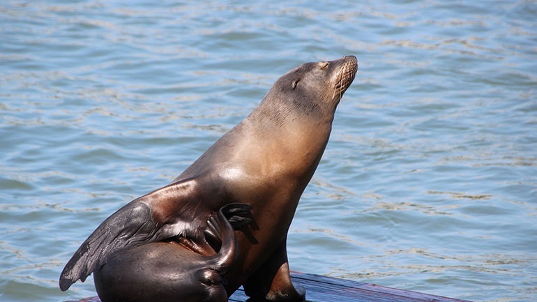 Αλόννησος: Φώκια δάγκωσε τουρίστρια, η οποία νοσηλεύεται στο Νοσοκομείο Βόλου