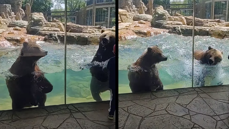 Αρκούδες χορεύουν και δημιουργούν κύματα