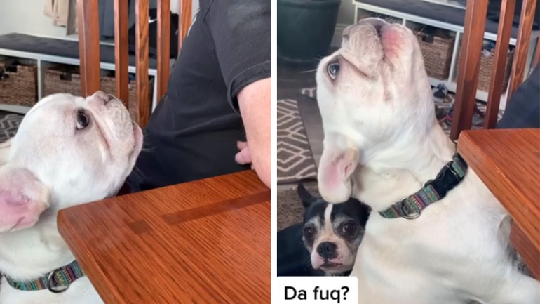 Απαιτητικό σκυλί ουρλιάζει για λίγο κοτόπουλο