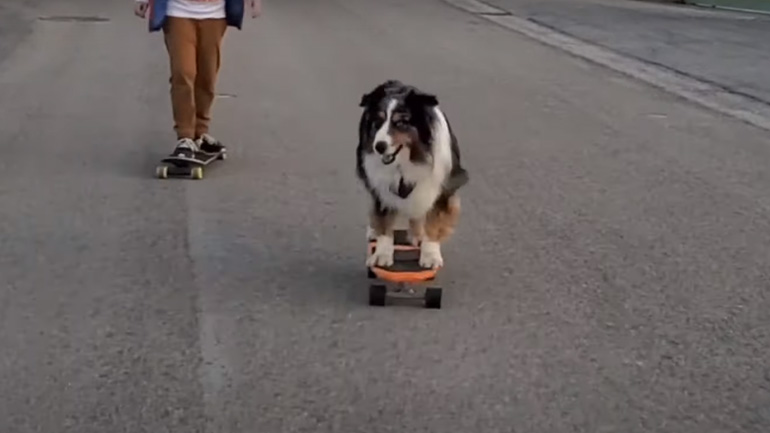 Σκύλος κάνει skate καλύτερα και από ανθρώπους