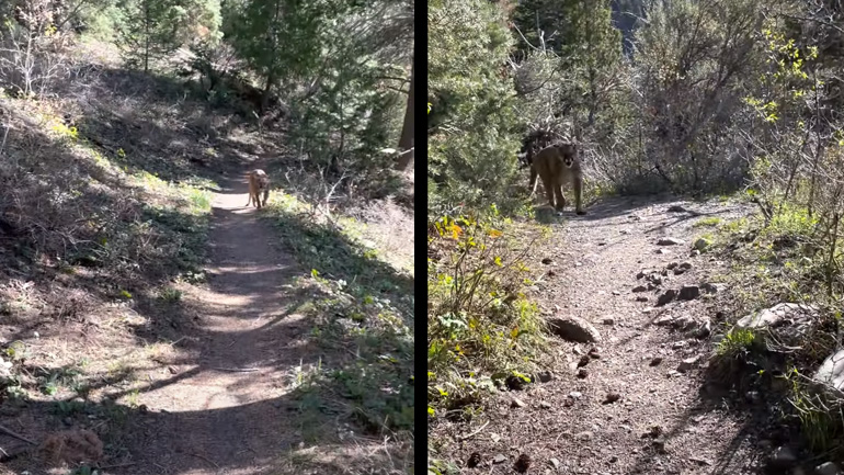 Πεζοπόρος εναντίον κούγκαρ