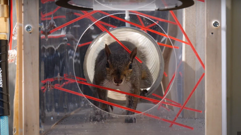 Ninja Warrior για σκίουρους ΙΙ