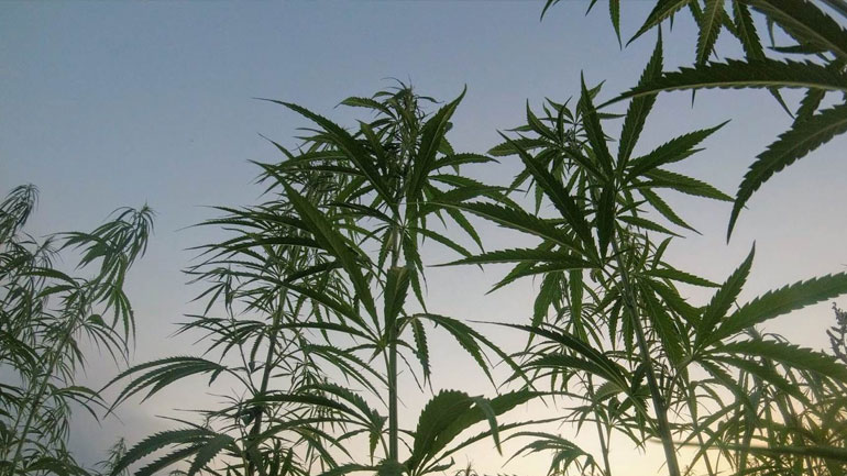 Η ΕΛ.ΑΣ. εντόπισε 1.000 δενδρύλλια κάνναβης στο Ρέθυμνο