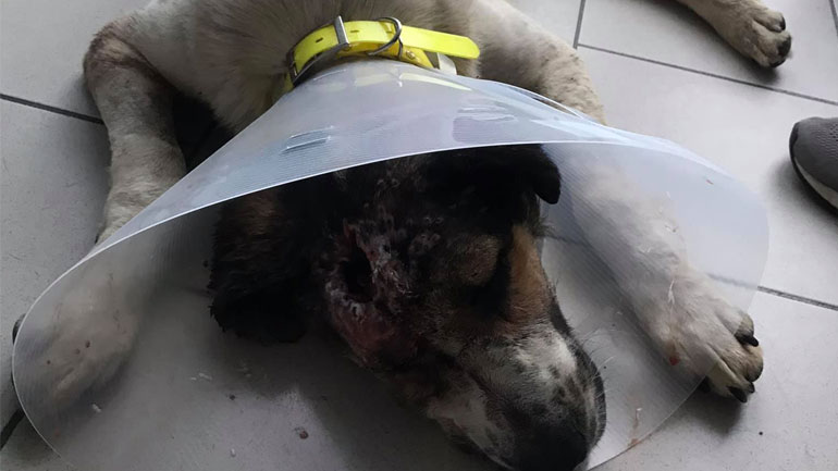 Αγρίνιο: Κτηνίατρος καταγγέλλεται ότι αμέλησε σκυλί τραυματισμένο από πυροβολισμό