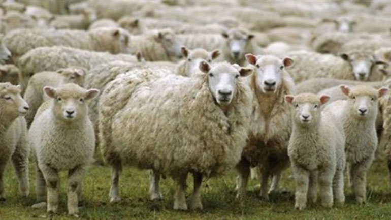 Ρέθυμνο: Κτηνοτρόφος βρήκε σφαγμένες τις κατσίκες του – Πατέρας και γιος οι δράστες