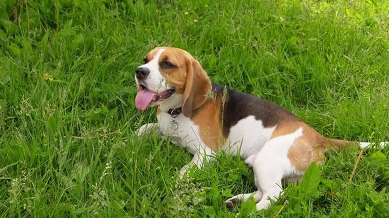 Πώς να προστατεύσετε τα αδέσποτα ζωάκια το καλοκαίρι;