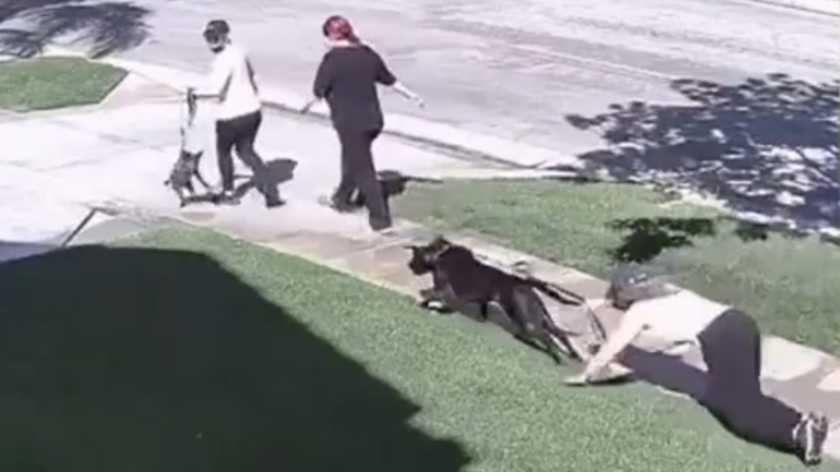 Ανεξέλεγκτος σκύλος