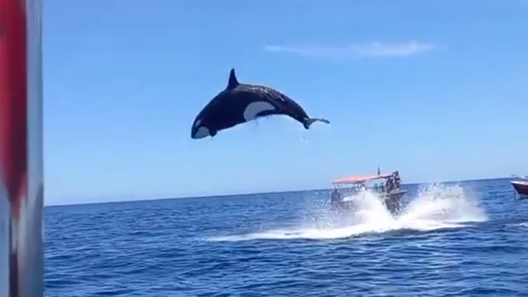 Όρκες εναντίον δελφινιού
