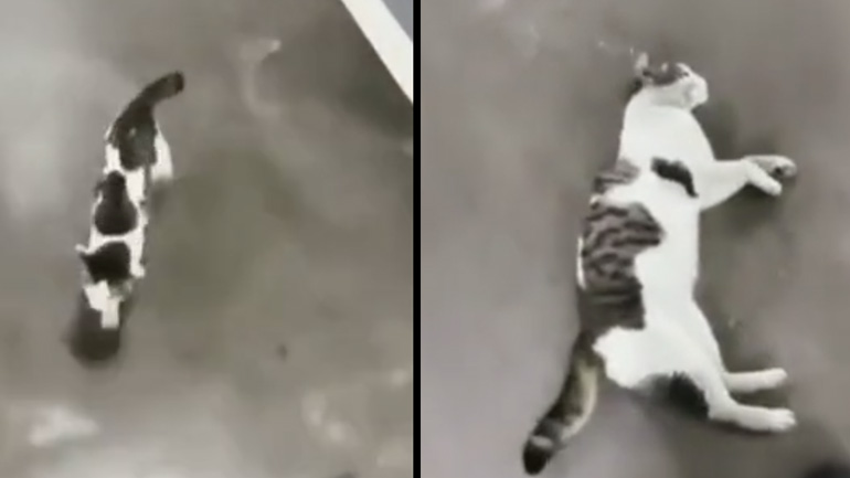 Αδέσποτη γάτα θέλει χάδια