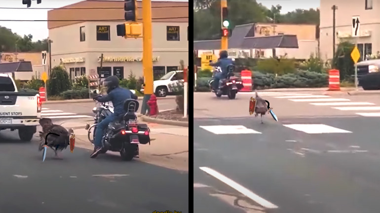 Γαλοπούλα ιππότης αντιμετωπίζει έναν εχθρό