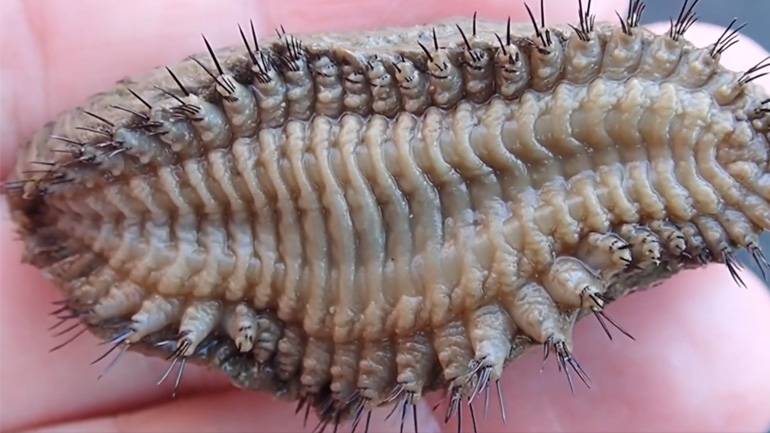 Ποντίκι της θάλασσας σε μια παραλία στην Καλιφόρνια