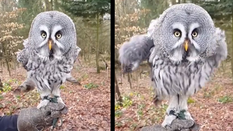 Ο χορός της κουκουβάγιας