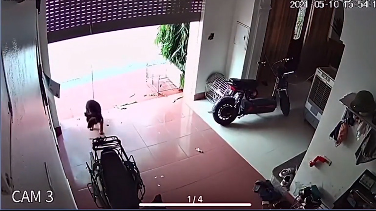 Κακή ιδέα να δέσει τον σκύλο στην αυτόματη γκαραζόπορτα Κακή ιδέα να δέσει τον σκύλο στην αυτόματη γκαραζόπορτα