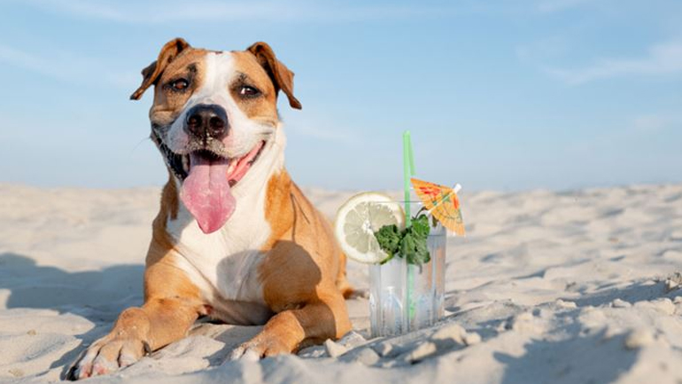 Τι κάνουμε εάν το ζωάκι μας πάθει θερμοπληξία