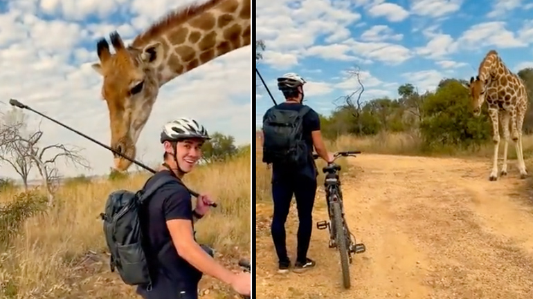 Kαμηλοπάρδαλη συναντά ποδηλάτες στην Αφρική Kαμηλοπάρδαλη συναντά ποδηλάτες στην Αφρική