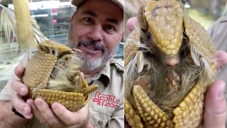 Tο τεθωρακισμένο αρμαντίλλο