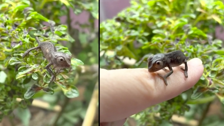 Mικροσκοπικός χαμαιλέοντας