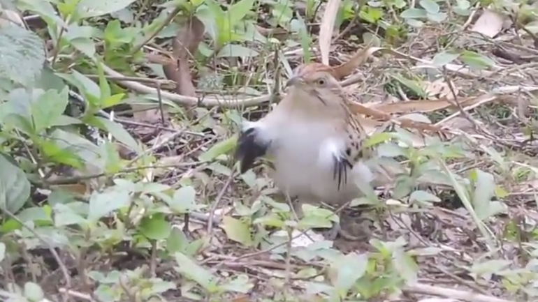 Ο χορός του κούκου