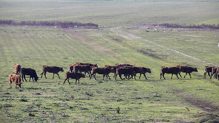 Διευκολύνσεις για την ίδρυση κτηνοτροφικών εγκαταστάσεων φέρνει το σχετικό σχέδιο νόμου