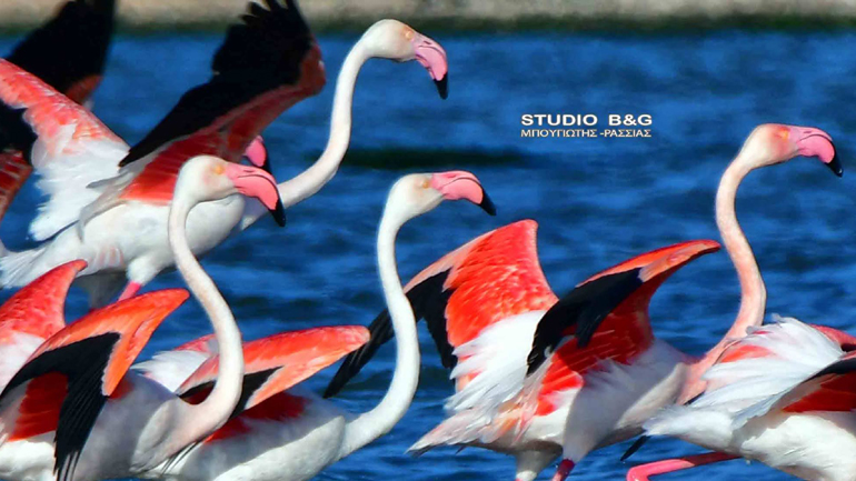 Εξωτικά φλαμίνγκο προσγειώθηκαν στο Ναύπλιο