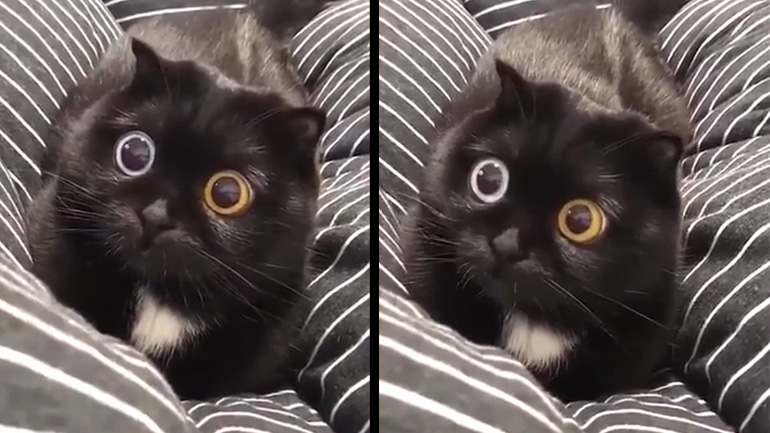 Η γάτα με το έντονο βλέμμα