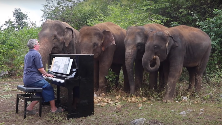 Άνδρας παίζει Μπετόβεν σε ελέφαντες