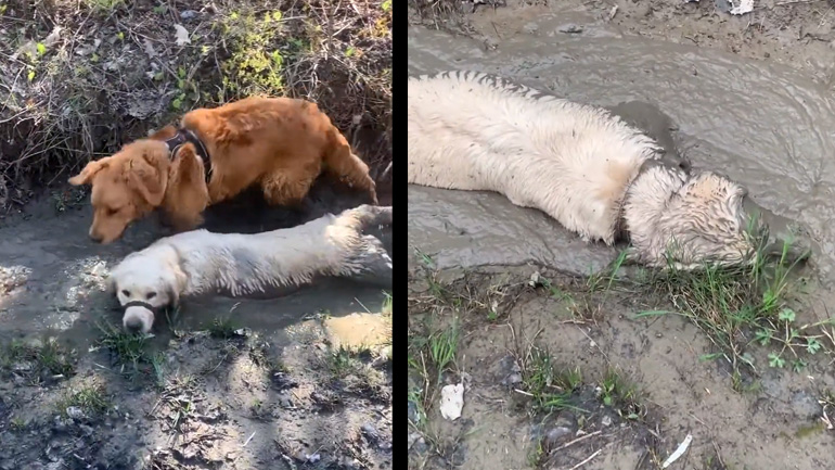 Δύο σκύλοι παίζουν στις λάσπες Δύο σκύλοι παίζουν στις λάσπες