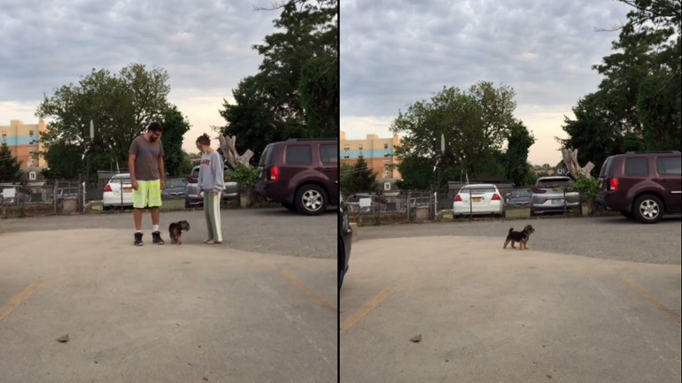 Ένας σκύλος πρέπει να διαλέξει ανάμεσα στον άνδρα ή τη γυναίκα