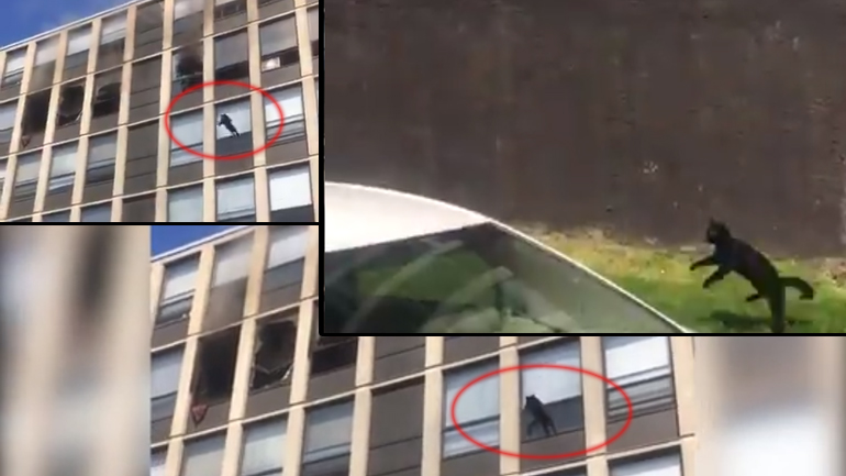 Viral βίντεο: Γάτα πήδηξε από τον πέμπτο όροφο φλεγόμενου κτηρίου