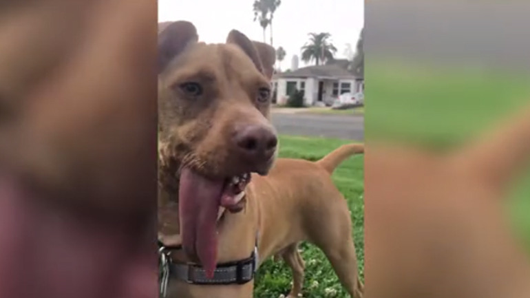 Σκύλος με τόσο μεγάλη γλώσσα που… τον ακολουθεί στο έδαφος όταν πηγαίνει βόλτα